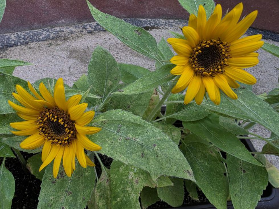 夏だね！の画像