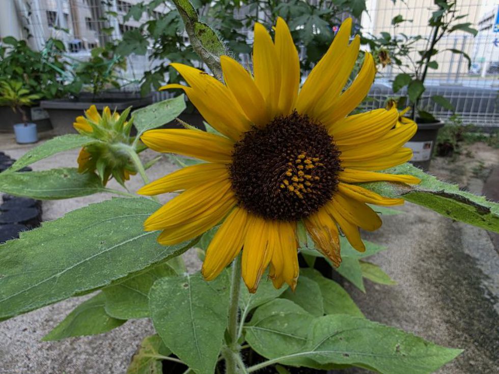 どんどん収穫！　の画像