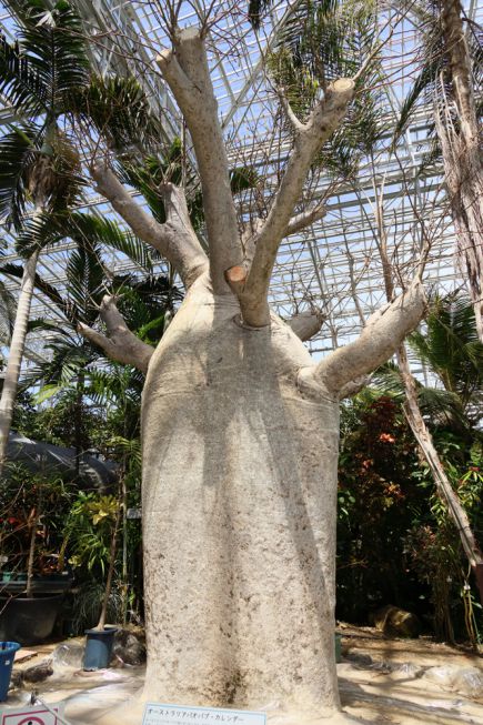 桜の杜交流遠足～その②～の画像