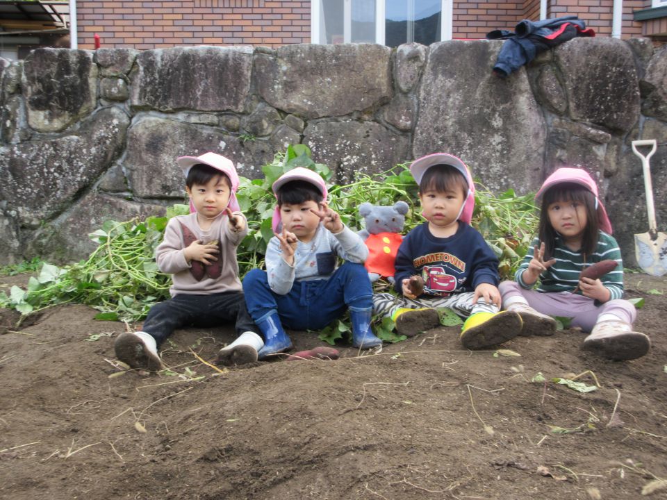 こぐまちゃんとおいもほり①(さくら組)の画像