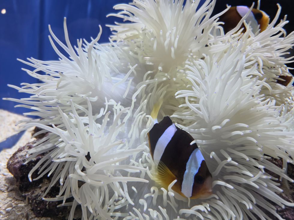 生命の舞台～広島もとまち水族館～へ！③（おまけ）の画像