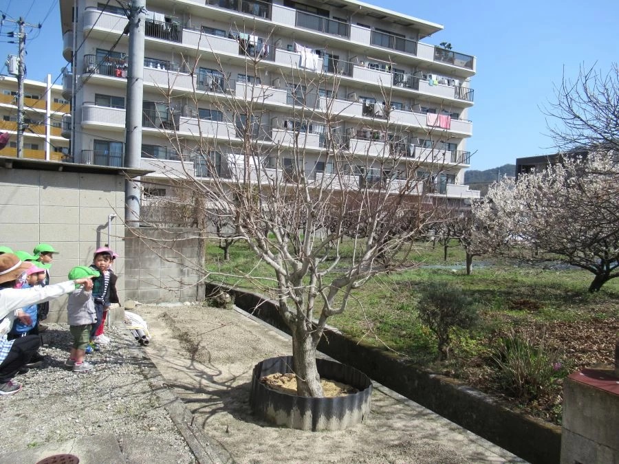 春、みぃつけたの画像