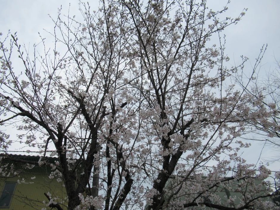 ご入園、ご進級おめでとうございますの画像