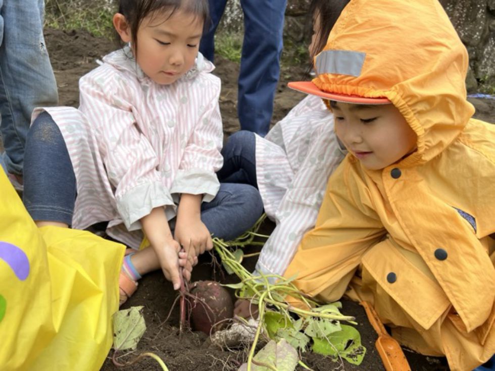 うんとこしょ！どっこいしょ！②（白木 芋掘り　①グループ）の画像